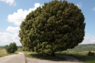 Projet de film sur les arbres dans l’espace public, urbain et rural. Prises de vue depuis 2012. Finalisation des prises de vue et montage en 2014.